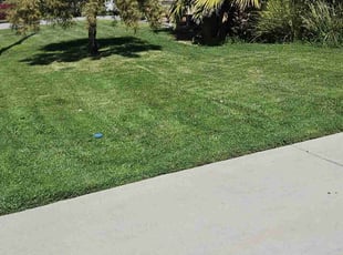 Torea B.'s Lawn Care service result