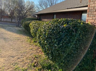 Bush Trimming by Jason Parker for David M. in Edmond, OK