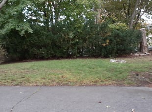 Leaf Removal by Orlando Roche for Denitra R. in Waterbury, CT