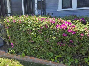 Bush Trimming by Roberto Medina for Mathilde T. in San Diego, CA