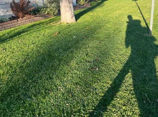 Michele A.'s Lawn Care service result