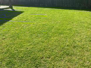 Amy L.'s Lawn Mowing service result
