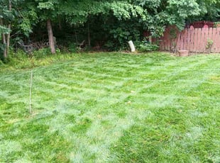 Madelynn B.'s Lawn Mowing service result