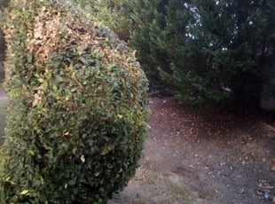 Landscaping by Tyranski Spann for Beth S. in Lawrenceville, GA