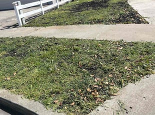 Weeding by Bernardo Barrios SΓ‘nchez for Marcus H. in San Jose, CA