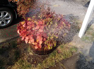 Landscaping by Dana Knickerbocker for Lorissa O. in Seattle, WA