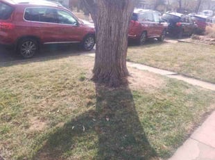 Weeding by Yoleyddy Vallejo for Scott S. in Denver, CO
