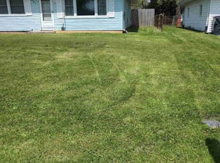 Harvey N.'s Yard Cutting service result