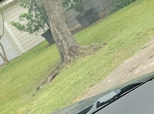 Leaf Removal by Andrew Casares for Grace P. in Bellaire, TX