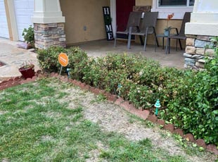 Jenifer S.'s Bush Trimming service result