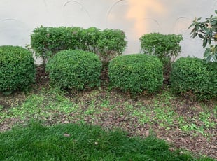 Bush Trimming by Jon Race for Kate H. in Cincinnati, OH