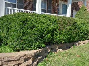 Bush Trimming by Alec Lowe for Judith C. in Imperial, MO