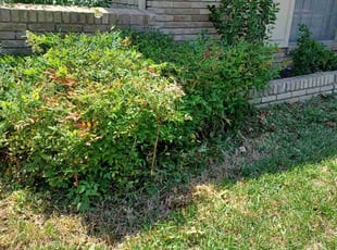 Bush Trimming by Chance Whiteley for Logan M. in Dallas, TX
