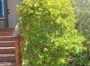 Bush Trimming by DD Lawncare for Jason D. in Spokane, WA