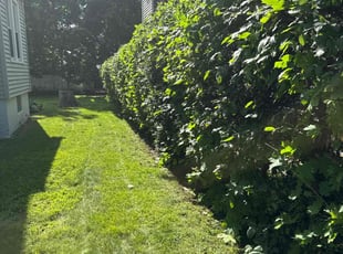 BILLY JOE S.'s Bush Trimming service result