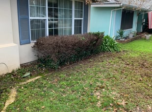 Bush Trimming by Jonathan Allen for Lawn S. in Sacramento, CA