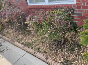 Bush Trimming by Christopher Ruiz for Paul W. in Callahan, FL