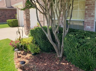 Bush Trimming by Bronson Damen for Marjorie C. in Arlington, TX
