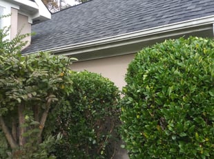 Bush Trimming by Shedrick Corbin for Kassie K. in Lawrenceville, GA