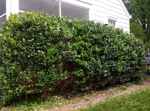 Nick S.'s Bush Trimming service result