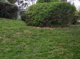 Bush Trimming by Douglas Rivas for Arnold Thomas B. in Washington, DC
