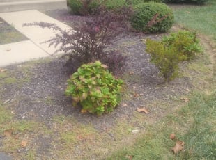 Weeding by Jim Crossett for Pamela S. in Dulles, VA