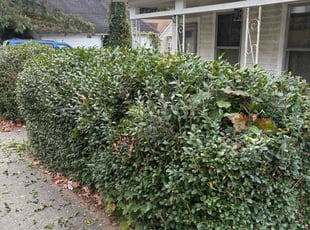 Bush Trimming by Terrence Rogers for dan O. in Ansonia, CT