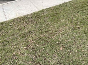 Landscaping by Jason Torres for Shyann F. in Canyon Lake, TX
