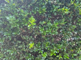 Bush Trimming by Sid Evans for William A. in Charlotte, NC