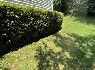 Bush Trimming by Alesandre Duarte for Thanaphon T. in Reston, VA