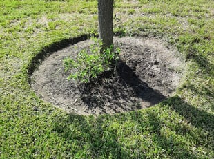 Weeding by Eric Ramirez for Andrew K. in Humble, TX
