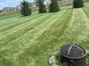 Sophia M.'s Yard Cutting service result