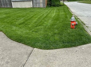 Misha P.'s Lawn Maintenance service result