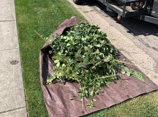 Bush Trimming by Dave Ehrenberg for Brian M. in Columbus, OH
