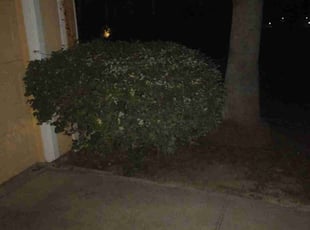 Bush Trimming by Sylvia Capestany for Rodney L. in Ocala, FL