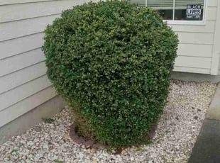 Bush Trimming by Robert Marsico for Andrea H. in Portland, OR