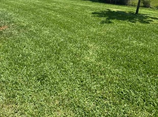 Luke K.'s Yard Cutting service result