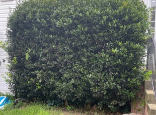 Christopher M.'s Bush Trimming service result