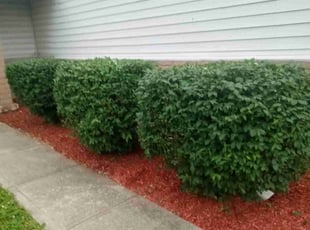 Bush Trimming by Frank Koller for Allie A. in Avon, IN