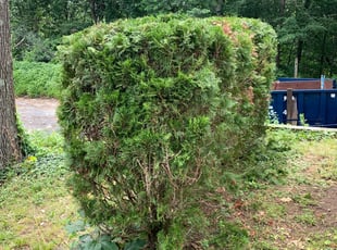Bush Trimming by Andrew Perch for Joan R. in Worcester, MA