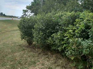 Bush Trimming by Melissa Trebbe for Stephen R. in Peck, KS