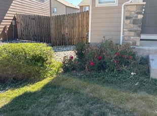 Bush Trimming by Karyn Squires for Justin L. in Colorado Springs, CO