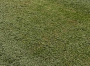 Paula S.'s Yard Cutting service result
