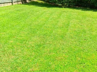 Renee J.'s Lawn Mowing Service service result