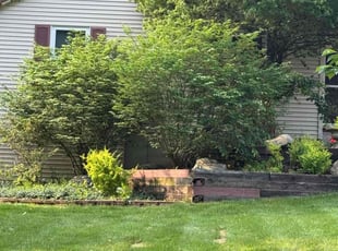 Sean H.'s Bush Trimming service result