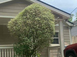 Bush Trimming by Brandon Cummings for Trudye N. in Atlanta, GA