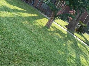David E.'s Lawn Mowing service result