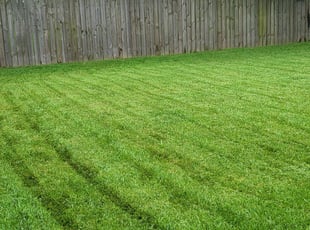David K.'s Lawn Mowing service result