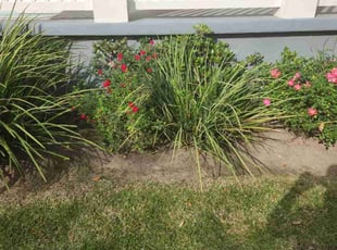 Weeding by Keith Gibson for Rebecca F. in New Orleans, LA