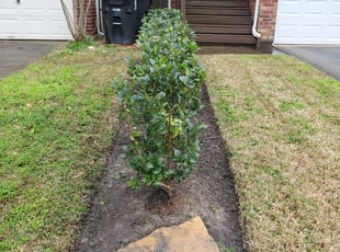 Bush Trimming by Jose Perez for Janelle B. in Houston, TX